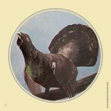 Jagdscheiben "Auerhahn", Art.-Nr. 8005