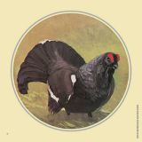 Jagdscheiben "Birkhahn", Art.-Nr. 8007