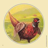 Jagdscheiben "Fasanhahn", Art.-Nr. 8013